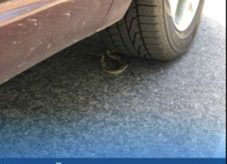 STRUČNJACI UPOZORAVAJU: Ovo je znak da se u vaš automobil sakrila zmija STRUČNJACI UPOZORAVAJU: Ovo je znak da se u vaš automobil sakrila zmija