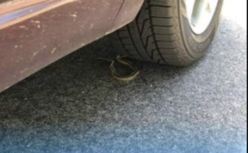 STRUČNJACI UPOZORAVAJU: Ovo je znak da se u vaš automobil sakrila zmija STRUČNJACI UPOZORAVAJU: Ovo je znak da se u vaš automobil sakrila zmija