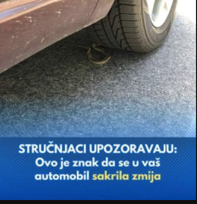 STRUČNJACI UPOZORAVAJU: Ovo je znak da se u vaš automobil sakrila zmija