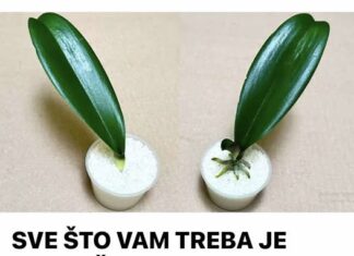 SVE ŠTO VAM TREBA JE PIRINAČ: Listovi orhideje odmah se ukorijene i cvjetaju tokom cijele godine! SVE ŠTO VAM TREBA JE PIRINAČ: Listovi orhideje odmah se ukorijene i cvjetaju tokom cijele godine!