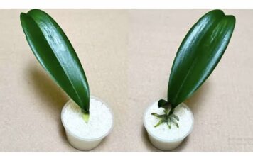 SVE ŠTO VAM TREBA JE PIRINAČ: Listovi orhideje odmah se ukorijene i cvjetaju tokom cijele godine! SVE ŠTO VAM TREBA JE PIRINAČ: Listovi orhideje odmah se ukorijene i cvjetaju tokom cijele godine!