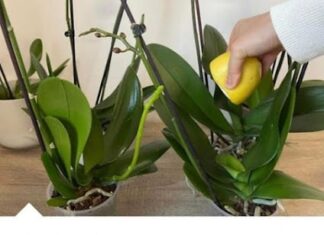Vaša orhideja će procvjetati kao nikad nakon ovog trika – Evo šta trebate uraditi! Vaša orhideja će procvjetati kao nikad nakon ovog trika – Evo šta trebate uraditi!