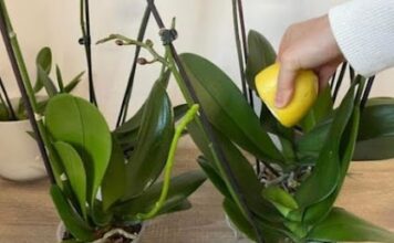 Vaša orhideja će procvjetati kao nikad nakon ovog trika – Evo šta trebate uraditi! Vaša orhideja će procvjetati kao nikad nakon ovog trika – Evo šta trebate uraditi!