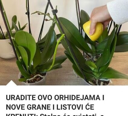 Vaša orhideja će procvjetati kao nikad nakon ovog trika – Evo šta trebate uraditi! Vaša orhideja će procvjetati kao nikad nakon ovog trika – Evo šta trebate uraditi!