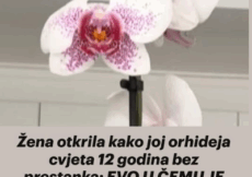 Žena otkrila kako joj orhideja cvjeta 12 godina bez prestanka: EVO U ČEMU JE CAKA, krajnje je jednostavno