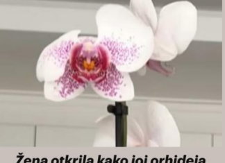 Žena otkrila kako joj orhideja cvjeta 12 godina bez prestanka: EVO U ČEMU JE CAKA, krajnje je jednostavno Žena otkrila kako joj orhideja cvjeta 12 godina bez prestanka: EVO U ČEMU JE CAKA, krajnje je jednostavno