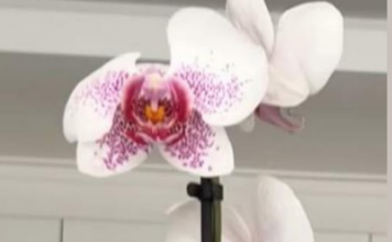 Žena otkrila kako joj orhideja cvjeta 12 godina bez prestanka: EVO U ČEMU JE CAKA, krajnje je jednostavno Žena otkrila kako joj orhideja cvjeta 12 godina bez prestanka: EVO U ČEMU JE CAKA, krajnje je jednostavno