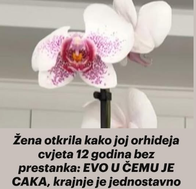Žena otkrila kako joj orhideja cvjeta 12 godina bez prestanka: EVO U ČEMU JE CAKA, krajnje je jednostavno Žena otkrila kako joj orhideja cvjeta 12 godina bez prestanka: EVO U ČEMU JE CAKA, krajnje je jednostavno