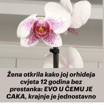 Žena otkrila kako joj orhideja cvjeta 12 godina bez prestanka: EVO U ČEMU JE CAKA, krajnje je jednostavno