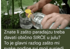 Znate li zašto paradajzu treba davati obično SIRĆE u julu? To je glavni razlog zašto mi svake godine svi moji susjedi zavide moju žetvu!