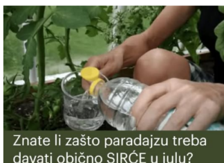 Znate li zašto paradajzu treba davati obično SIRĆE u julu? To je glavni razlog zašto mi svake godine svi moji susjedi zavide moju žetvu! Znate li zašto paradajzu treba davati obično SIRĆE u julu? To je glavni razlog zašto mi svake godine svi moji susjedi zavide moju žetvu!