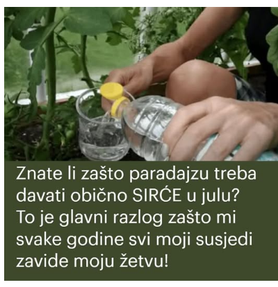 Znate li zašto paradajzu treba davati obično SIRĆE u julu? To je glavni razlog zašto mi svake godine svi moji susjedi zavide moju žetvu!
