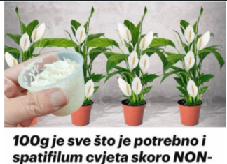 100g je sve što je potrebno i spatifilum cvjeta skoro NON-STOP: Nema bolesti, imamo 5 puta više lijepih listova i cvjetova! 100g je sve što je potrebno i spatifilum cvjeta skoro NON-STOP: Nema bolesti, imamo 5 puta više lijepih listova i cvjetova!