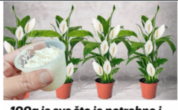 100g je sve što je potrebno i spatifilum cvjeta skoro NON-STOP: Nema bolesti, imamo 5 puta više lijepih listova i cvjetova! 100g je sve što je potrebno i spatifilum cvjeta skoro NON-STOP: Nema bolesti, imamo 5 puta više lijepih listova i cvjetova!