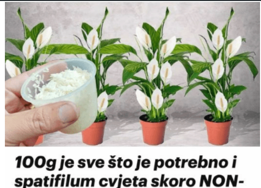 100g je sve što je potrebno i spatifilum cvjeta skoro NON-STOP: Nema bolesti, imamo 5 puta više lijepih listova i cvjetova! 100g je sve što je potrebno i spatifilum cvjeta skoro NON-STOP: Nema bolesti, imamo 5 puta više lijepih listova i cvjetova!