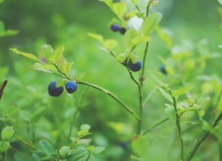 Borovnice kao lijek: Razlozi zbog kojih ih trebate redovno konzumirati Borovnice kao lijek: Razlozi zbog kojih ih trebate redovno konzumirati