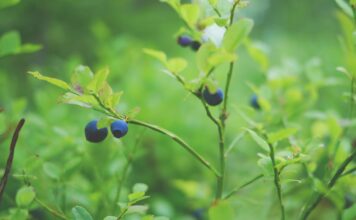 Borovnice kao lijek: Razlozi zbog kojih ih trebate redovno konzumirati Borovnice kao lijek: Razlozi zbog kojih ih trebate redovno konzumirati