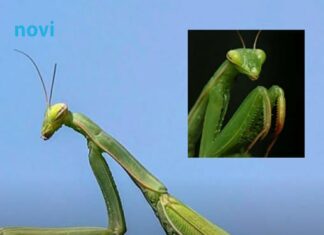 Kada BOGOMOLJKA uđe u vašu kuću, to znači SAMO JEDNO: Njeno prisustvo nosi važnu poruku, evo i koju Kada BOGOMOLJKA uđe u vašu kuću, to znači SAMO JEDNO: Njeno prisustvo nosi važnu poruku, evo i koju