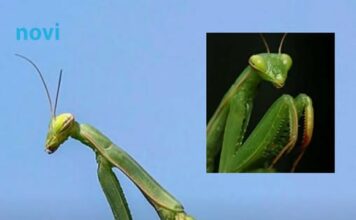 Kada BOGOMOLJKA uđe u vašu kuću, to znači SAMO JEDNO: Njeno prisustvo nosi važnu poruku, evo i koju Kada BOGOMOLJKA uđe u vašu kuću, to znači SAMO JEDNO: Njeno prisustvo nosi važnu poruku, evo i koju