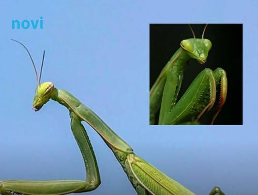 Kada BOGOMOLJKA uđe u vašu kuću, to znači SAMO JEDNO: Njeno prisustvo nosi važnu poruku, evo i koju Kada BOGOMOLJKA uđe u vašu kuću, to znači SAMO JEDNO: Njeno prisustvo nosi važnu poruku, evo i koju