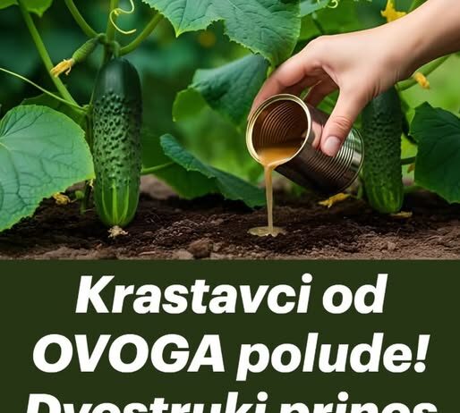 Krastavci od OVOGA polude! Dvostruki prinos sve do zime Krastavci od OVOGA polude! Dvostruki prinos sve do zime