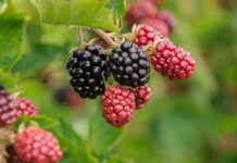 List jedne biljke je potencijalni ubica bakterija List jedne biljke je potencijalni ubica bakterija