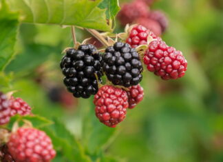 List jedne biljke je potencijalni ubica bakterija List jedne biljke je potencijalni ubica bakterija