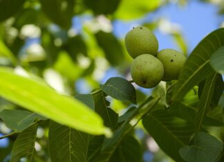 List oraha – zaboravljeno blago prirode List oraha – zaboravljeno blago prirode