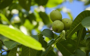 List oraha – zaboravljeno blago prirode List oraha – zaboravljeno blago prirode