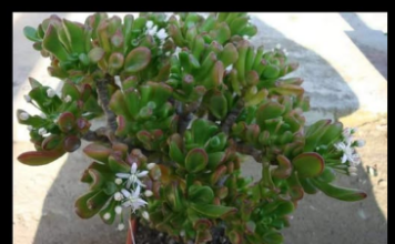 MALO KO ZNA DA KRASULA MOŽE DA PROCVJETA: Dodajte 2 sastojka u saksiju i gledajte kako buja kao luda MALO KO ZNA DA KRASULA MOŽE DA PROCVJETA: Dodajte 2 sastojka u saksiju i gledajte kako buja kao luda