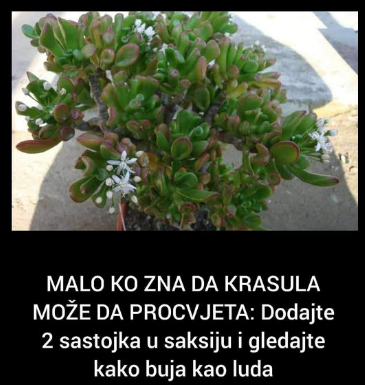 MALO KO ZNA DA KRASULA MOŽE DA PROCVJETA: Dodajte 2 sastojka u saksiju i gledajte kako buja kao luda MALO KO ZNA DA KRASULA MOŽE DA PROCVJETA: Dodajte 2 sastojka u saksiju i gledajte kako buja kao luda