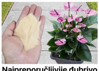 Najpreporučljivije đubrivo za sobne biljke od strane BAŠTOVARA: Imate ga u kuhinji kod kuće i posle njega sve živo cvjeta! Najpreporučljivije đubrivo za sobne biljke od strane BAŠTOVARA: Imate ga u kuhinji kod kuće i posle njega sve živo cvjeta!