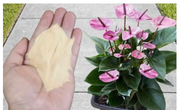 Najpreporučljivije đubrivo za sobne biljke od strane BAŠTOVARA: Imate ga u kuhinji kod kuće i posle njega sve živo cvjeta! Najpreporučljivije đubrivo za sobne biljke od strane BAŠTOVARA: Imate ga u kuhinji kod kuće i posle njega sve živo cvjeta!