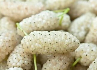 OVO V0ĆE SMO SVI JELI KAO MALI, A SKORO NIKO NE ZNA KAKO SE Z0VE: Jača bubrege, čisti jetru, poboljšava krvnu sliku! OVO V0ĆE SMO SVI JELI KAO MALI, A SKORO NIKO NE ZNA KAKO SE Z0VE: Jača bubrege, čisti jetru, poboljšava krvnu sliku!