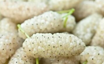 OVO V0ĆE SMO SVI JELI KAO MALI, A SKORO NIKO NE ZNA KAKO SE Z0VE: Jača bubrege, čisti jetru, poboljšava krvnu sliku! OVO V0ĆE SMO SVI JELI KAO MALI, A SKORO NIKO NE ZNA KAKO SE Z0VE: Jača bubrege, čisti jetru, poboljšava krvnu sliku!