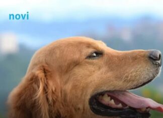 Šta psi rade kada osjete lošu osobu: Ovo je njihova reakcija, dobro zapamtite Šta psi rade kada osjete lošu osobu: Ovo je njihova reakcija, dobro zapamtite