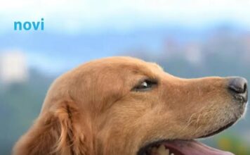 Šta psi rade kada osjete lošu osobu: Ovo je njihova reakcija, dobro zapamtite Šta psi rade kada osjete lošu osobu: Ovo je njihova reakcija, dobro zapamtite