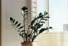 Zamija se ne stavlja bilo gdje: Samo jedno mjesto u domu privlači novac i sreću Zamija se ne stavlja bilo gdje: Samo jedno mjesto u domu privlači novac i sreću