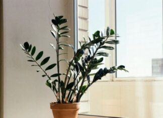 Zamija se ne stavlja bilo gdje: Samo jedno mjesto u domu privlači novac i sreću Zamija se ne stavlja bilo gdje: Samo jedno mjesto u domu privlači novac i sreću