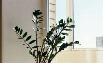 Zamija se ne stavlja bilo gdje: Samo jedno mjesto u domu privlači novac i sreću Zamija se ne stavlja bilo gdje: Samo jedno mjesto u domu privlači novac i sreću