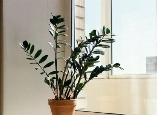 Zamija se ne stavlja bilo gdje: Samo jedno mjesto u domu privlači novac i sreću Zamija se ne stavlja bilo gdje: Samo jedno mjesto u domu privlači novac i sreću