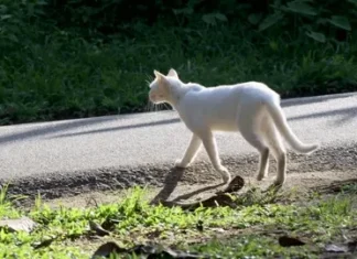 BIJELA MAČKA VAM JE PREŠLA PUT? Evo šta to zaista znači BIJELA MAČKA VAM JE PREŠLA PUT? Evo šta to zaista znači