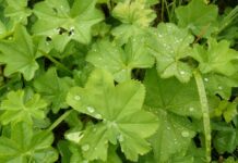 BOŽIJI DAR ZA ŽENE: Pomaže kod neplodnosti, gihta, reume, hemoroida, čira na želucu… BOŽIJI DAR ZA ŽENE: Pomaže kod neplodnosti, gihta, reume, hemoroida, čira na želucu…