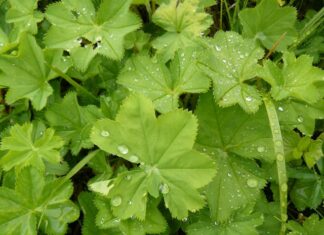 BOŽIJI DAR ZA ŽENE: Pomaže kod neplodnosti, gihta, reume, hemoroida, čira na želucu… BOŽIJI DAR ZA ŽENE: Pomaže kod neplodnosti, gihta, reume, hemoroida, čira na želucu…