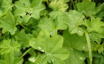 BOŽIJI DAR ZA ŽENE: Pomaže kod neplodnosti, gihta, reume, hemoroida, čira na želucu… BOŽIJI DAR ZA ŽENE: Pomaže kod neplodnosti, gihta, reume, hemoroida, čira na želucu…