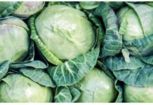 KAKO izabrati najbolji kupus za kiseljenje i prepoznati KOJI je PUN HEMIJE: OBRATITE PAŽNJU NA OVO KAKO izabrati najbolji kupus za kiseljenje i prepoznati KOJI je PUN HEMIJE: OBRATITE PAŽNJU NA OVO