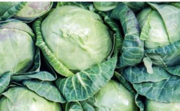 KAKO izabrati najbolji kupus za kiseljenje i prepoznati KOJI je PUN HEMIJE: OBRATITE PAŽNJU NA OVO KAKO izabrati najbolji kupus za kiseljenje i prepoznati KOJI je PUN HEMIJE: OBRATITE PAŽNJU NA OVO