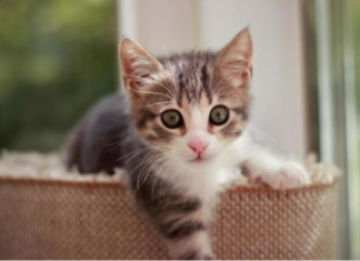 NEPOZNATA MAČKA VAM SE POJAVILA NA KUĆNOM PRAGU? INDIJSKO VJEROVANJE UPOZORAVA: “U toj kući će uskoro NEPOZNATA MAČKA VAM SE POJAVILA NA KUĆNOM PRAGU? INDIJSKO VJEROVANJE UPOZORAVA: “U toj kući će uskoro