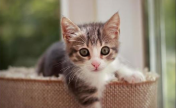 NEPOZNATA MAČKA VAM SE POJAVILA NA KUĆNOM PRAGU? INDIJSKO VJEROVANJE UPOZORAVA: “U toj kući će uskoro NEPOZNATA MAČKA VAM SE POJAVILA NA KUĆNOM PRAGU? INDIJSKO VJEROVANJE UPOZORAVA: “U toj kući će uskoro