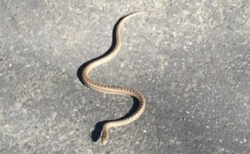 “POJAVI SE SAMO JEDNOM U ŽIVOTU: Zmija čuvarkuća nosi PORUKU SUDBINE – nikada je ne smijete ubiti!” “POJAVI SE SAMO JEDNOM U ŽIVOTU: Zmija čuvarkuća nosi PORUKU SUDBINE – nikada je ne smijete ubiti!”